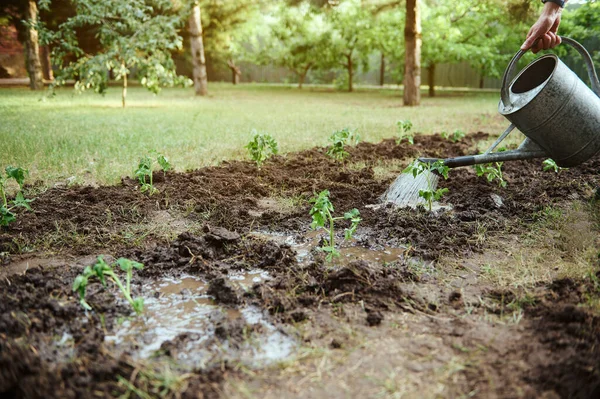 Close Usando Uma Lata Rega Para Regar Mudas Recém Plantadas — Fotografia de Stock