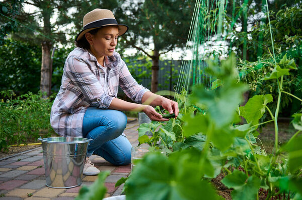 Middle-aged successful Hispanic woman, a gardener amateur, picking ripe cucumbers grown in her own organic garden. Harvesting. Eco farm, agribusiness, agricultural hobby. Growing organic products