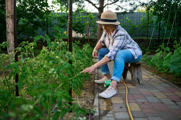 Female gardener in plaid shirt, blue denim jeans, straw hat, sitting on wooden stool, using garter rope tying tomato seedlings in the eco farm. Cultivation of organic vegetables. Eco farming concept