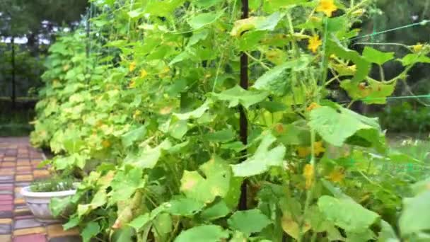 Ripening Organic Cucumbers Growing Vegetable Garden Backyard Country House Agriculture — Wideo stockowe