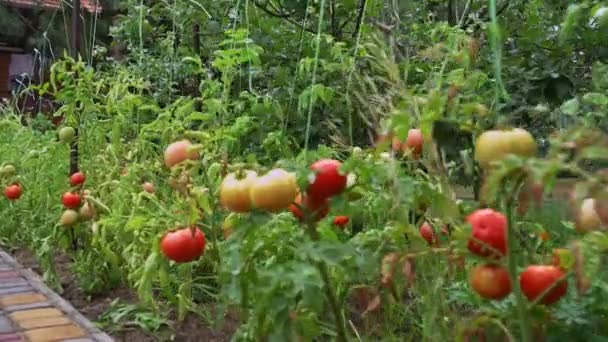 Reife Bio Tomaten Auf Einem Zweig Einer Tomatenpflanze Die Gemüsegarten — Stockvideo