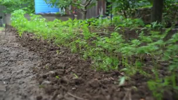 Flowerbeds Vegetable Seedlings Growing Open Ground Black Soil Agricultural Field — Vídeo de stock