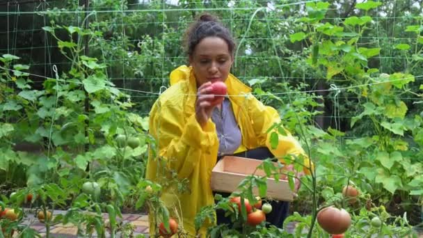 Charming Multi Ethnic Woman Gardener Successful Amateur Farmer Picking Ripe — Video
