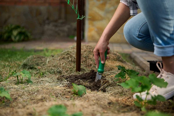 Details Gardener Hand Using Garden Shovel Digging Ground Making Hole — Foto de Stock