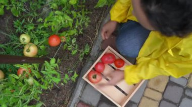 Top view of a female farmer, agriculturist wearing yellow raincoat, putting on the floor a wooden crate with harvested crop and continuing picking ripe homegrown tomatoes in an eco farm. Agribusiness