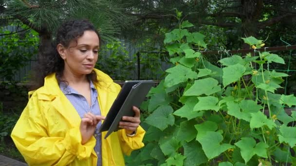 Experienced Agriculturist Inspects Plantation Woman Gardener Yellow Raincoat Takes Notes — Vídeos de Stock