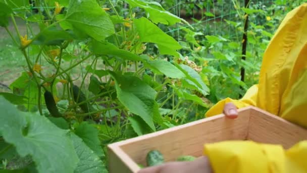 Details Hands Gardener Agriculturist Collecting Ripe Crop Organic Ecological Farm — Vídeo de stock