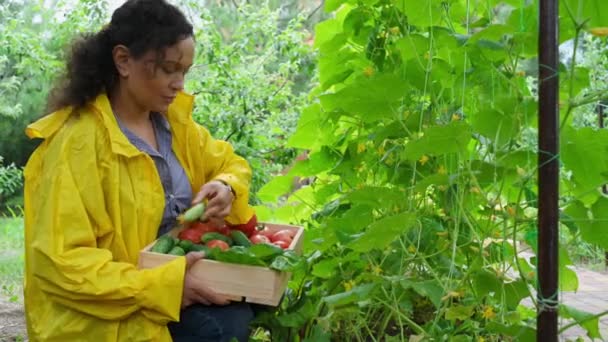 Young Woman Farmer Horticulturist Wearing Yellow Raincoat Puts Harvested Crop — Stockvideo