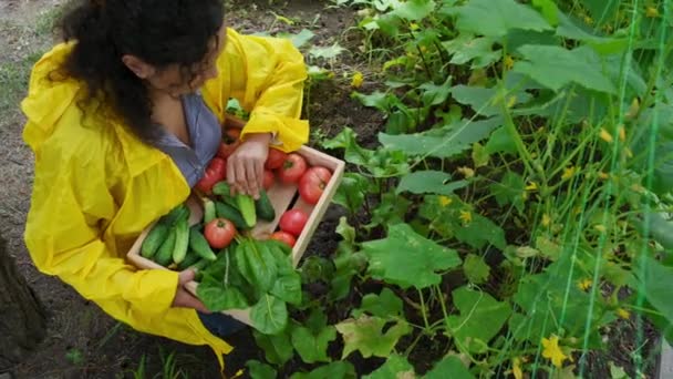 Top View Gardener Agriculturist Yellow Raincoat Puts Harvested Organic Homegrown — Vídeo de Stock