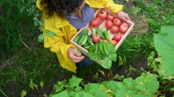 Horní Pohled Žena Farmář Sbírá Zralé Organické Okurky Dřevěné Bedny — Stock video