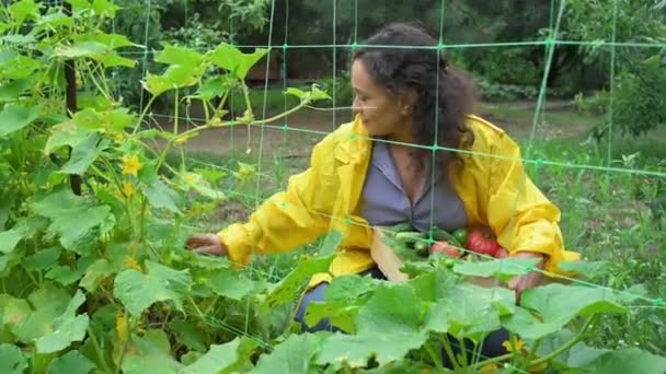 Charming Female Gardener Picking Ripe Cucumbers Wooden Box Organic Farm — Vídeo de stock