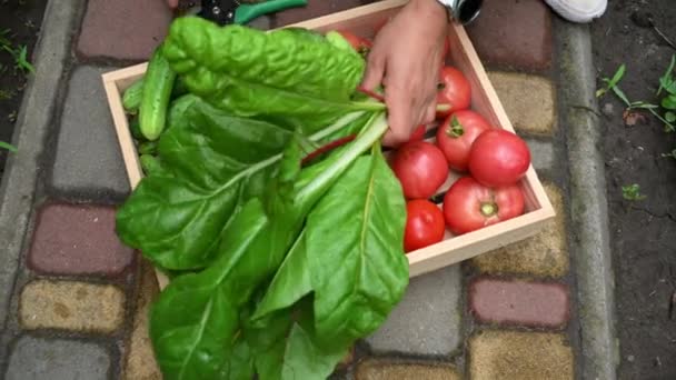 Top View Hands Farmer Stacking Freshly Picked Chard Leaves Wooden — Video