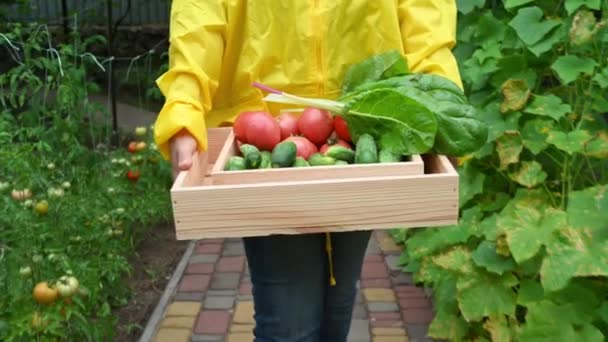 Close Gardener Yellow Raincoat Carrying Wooden Crate Freshly Harvested Crop — Vídeos de Stock