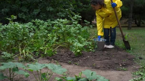 Woman Gardener Yellow Cloak Places Metallic Galvanized Bucket Ground Uses — Wideo stockowe