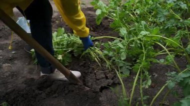 Mavi iş eldivenli bir kadının çiçekli bir patates çalısı kazarken görüntüsü. Çiftçi genç pembe patatesleri tutuyor. Tarlada hasat, mevsimlik işler. Tarım işi, eko-tarım. Uzayı kopyala