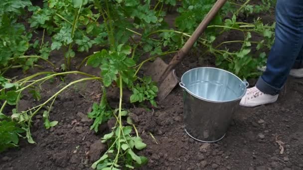 Harvesting Potatoes Close Farmer Digging Young Potatoes Garden Growing Ecological — Vídeo de stock