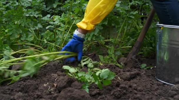 Close Hands Farmer Woman Yellow Raincoat Blue Gloves Digging Potato — Vídeo de stock