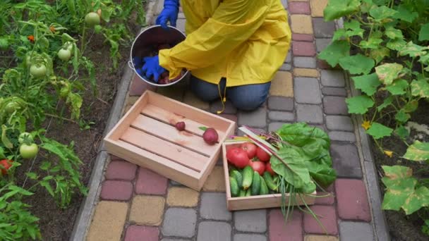 Top View Female Farmer Yellow Work Raincoat Blue Gloves Shifting — Vídeo de Stock