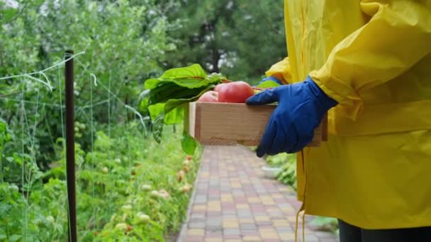 Close Farmers Hands Blue Work Gloves Holding Box Harvested Organic — Vídeos de Stock