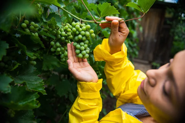 Focus Green Grape Hanging Bunch Vineyard Hand Blurred Woman Vine — Zdjęcie stockowe