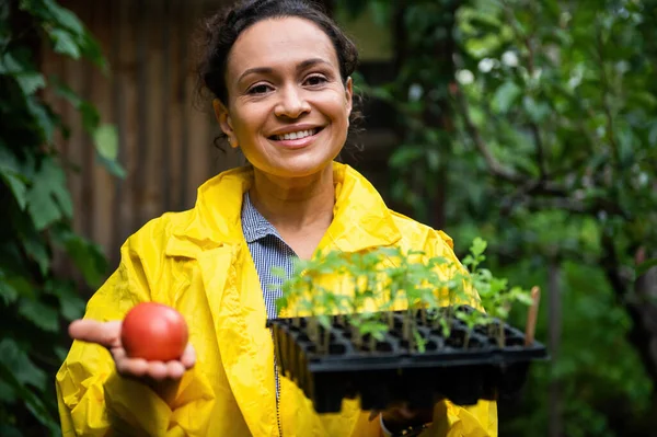 Successful woman agronomist farmer holds sprouted seedlings growing in cassettes in a greenhouse setting and a ripe organic tomato, demonstrating the evolution of home cultivated product on eco farm