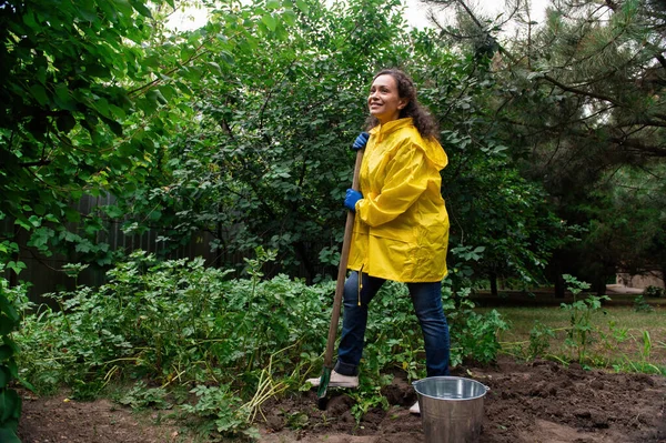 stock image Full-length of a female farmer digging up a potato bush while gardening in the organic vegetable garden. Harvesting, seasonal work in the eco farm. Agricultural hobby and business. Horticulture