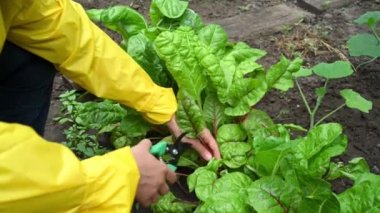 Detaylar: Sarı yağmurluklu bir çiftçinin elleri organik sebze bahçesinden taze İsviçre bahçesi yaprakları topluyor. Çevreye dost ekolojik ürünler yetiştiriyorlar. Çevre tarımı. Yakın plan..