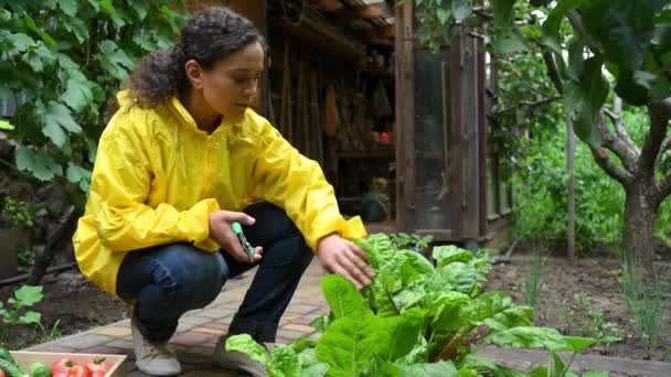 Inspirierte Schöne Gärtnerin Agronomin Gelbem Regenmantel Die Frischen Mangold Schneidet — Stockvideo