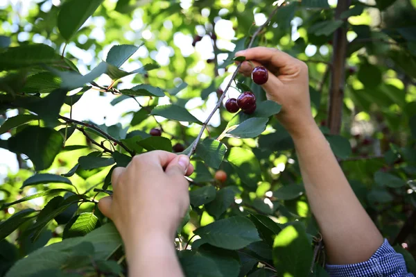 Detailed: Farmer hands picking ripe cherries from tree in an organic cherry orchard. Close-up. Eco farming. Agribusiness. Horticulture. Harvest time. Harvested crop for sales in farmers markets