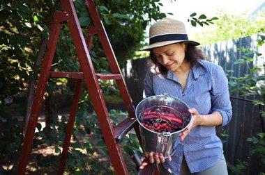 Hasır şapkalı güzel bir çiftçi kadın elinde taze koparılmış kirazlarla dolu galvanize metal bir kova tutuyor. Mevsimlik hasat zamanı. Çevre tarımı. Bahçecilik. Hasat. Tarım sektörü