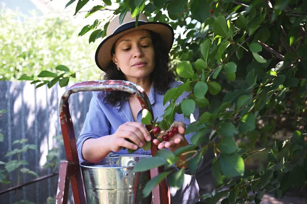 Beautiful Latin American woman gardener in a straw hat, plucking cherries from tree in an organic cherry orchard. Harvesting. Agriculture. Collecting homegrown produce for sale in farmers markets