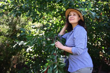 Hoş, orta yaşlı bir kadın, bir merdivenin üzerinde dikilip organik bir meyve bahçesinde olgun kiraz meyveleri toplarken hayallerinin bir kenarına bakan bir çiftlik işçisi. Hasat. Tarım. Bahçecilik. Tarım sektörü.