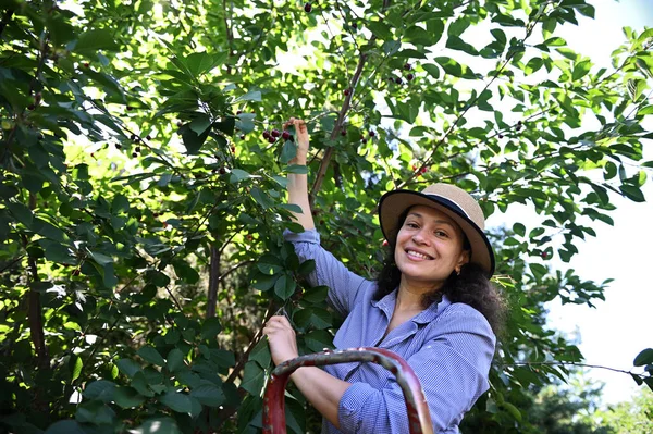 Professional cherry picker at work. Pleasant Caucasian woman in a straw hat, picking ripe cherries while sunbeams falling on a countryside organic orchard. Harvest on a cherry plantation. Eco farming