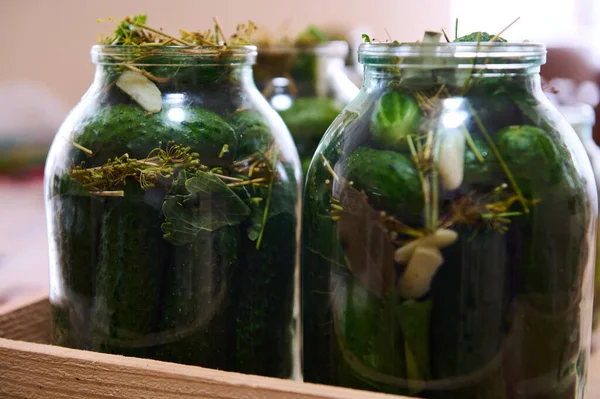 Salted Marinated Cucumbers Preserved Glass Jar Pickled Homemade Cucumbers Fresh — Zdjęcie stockowe