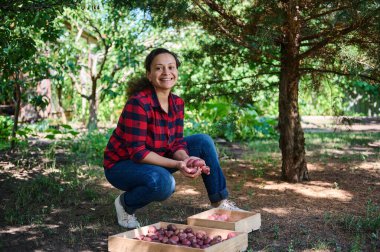 Çevre tarımı. Yaşlı çiftçilerin tarlalarında patates hasadı. Organik bahçıvanlık. Sebze yetiştirme biyolojisi kavramı. Doğal saf, taze ürün yetiştirmek. Ekolojik bahçede patates topluyorum.