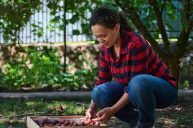 Çok ırklı bir kadın, başarılı bir amatör çiftçi taze patatesleri ayırıyor, organik verimli topraklarda oturuyor. Hasat zamanı. Patates sebze çiftliği. Tarım hobisi ve iş. Eko tarım kavramı