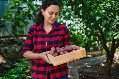Orta yaşlı, çok ırklı bir kadın, ekolojik tarım alanında yetiştirilmiş organik patateslerle dolu tahta bir sandık taşıyan eko çiftçisi. Tarım işi. Agronomi