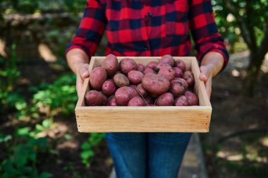 Kırmızı ekose gömlekli bir bahçıvanın yakın çekimi. Elinde yerel çiftçi pazarında satılmak üzere organik kazılmış ahşap bir sandık patates var. Bahçıvanlık. Çevre tarımı. Sebze teslimatı kavramı