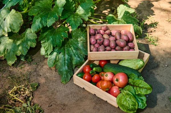 Top View Stacked Wooden Crates Fresh Harvest Organic Seasonal Homegrown — Stock Photo, Image