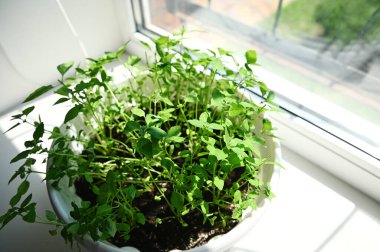 Yeşil fesleğen aromalı bitkinin üst görüntüsü, evin iç tarafındaki bir pencere pervazında beyaz bir tencerede büyüyor. Mutfakta bahçıvanlık. Ev ekimi ve yiyecek yetiştirme. Sürdürülebilir yaşam tarzı, bitkisel gıdalar