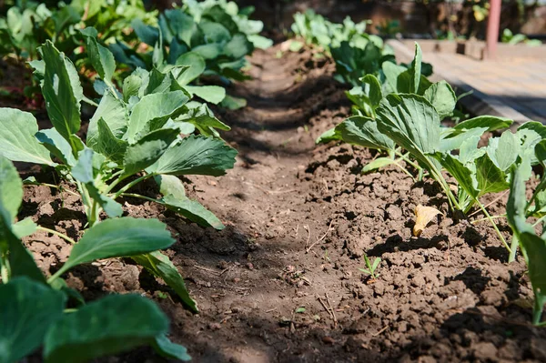 Açık Bahçe Yatağında Lahana Yetiştirmek Çiftçi Pazarlarında Satılmak Üzere Eko — Stok fotoğraf