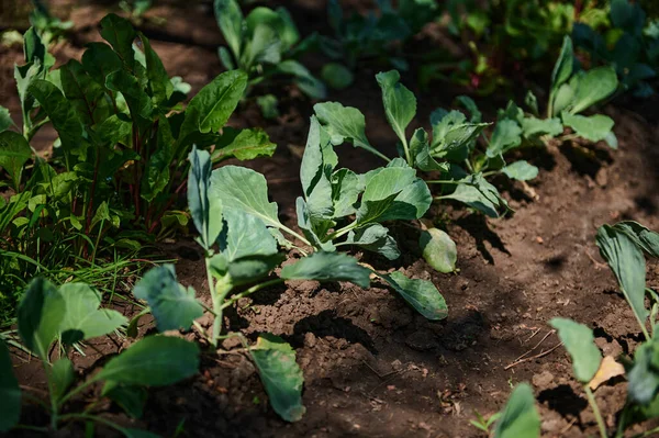 Row Young Cabbage Growing Organic Open Ground Vegetable Garden Fresh — Stock Fotó