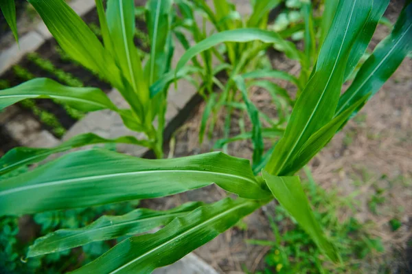 Overhead View Young Corn Sprouts Growing Rows Organic Open Field — стоковое фото