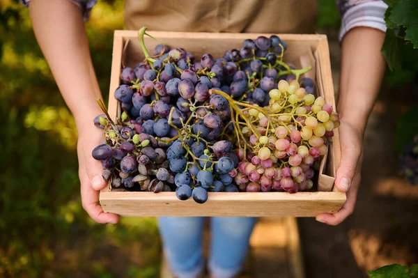 Top View Wooden Crate Harvested Crop Juicy Ripe Organic Grapes — Zdjęcie stockowe