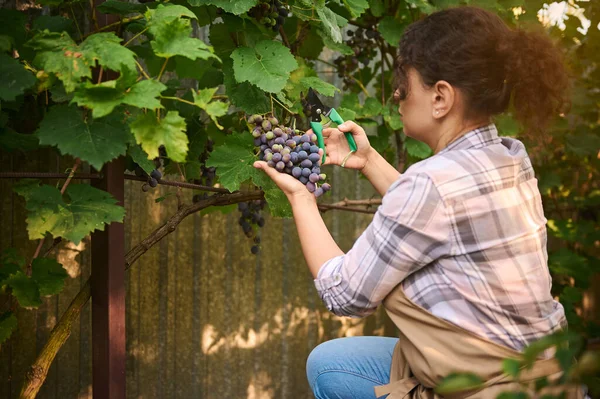 Rear View Woman Vine Grower Viticulturist Harvesting Fresh Ripe Organic — Zdjęcie stockowe