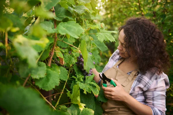Close Happy Multiethnic Winegrower Woman Using Garden Shears Picking Ripe — ストック写真