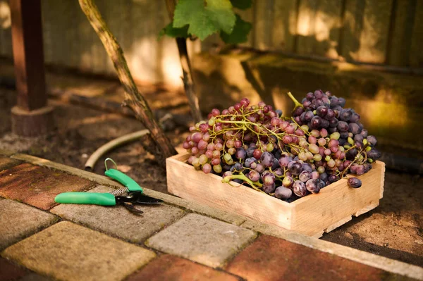 Still Life Grapes Harvest Wooden Crate Garden Shears Ecological Vineyard — ストック写真