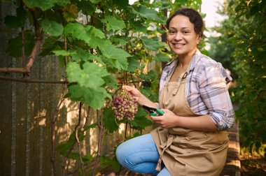 Pleasant multiethnic woman,wearing a plaid shirt, blu denim jeans and a beige apron, enjoying the weekend, picking ripe organic grapes grown in the vineyard at her own summer cottage