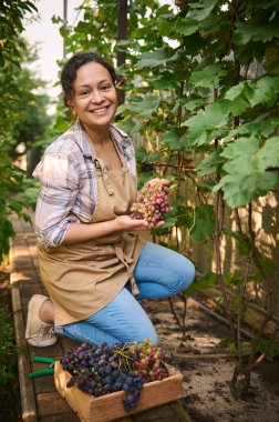 Portrait of a multiethnic woman, a farmer looking at the camera smiling while holding harvested grapes in a vineyard on a beautiful sunny autumn day. Agribusiness. Grape farm. Agricultural industry