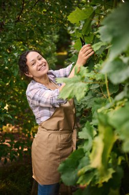 Multiethnic middle-aged charming woman, winegrower, in beige apron stands in the rows of a vineyard, smiles looking at the camera while harvesting ripe grapes. Viticulture. Growing organic grapes.